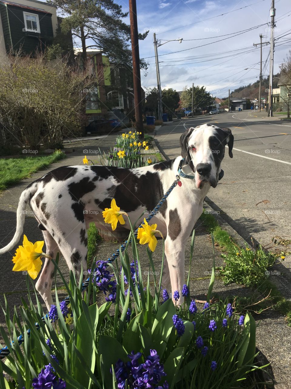 Spring puppy