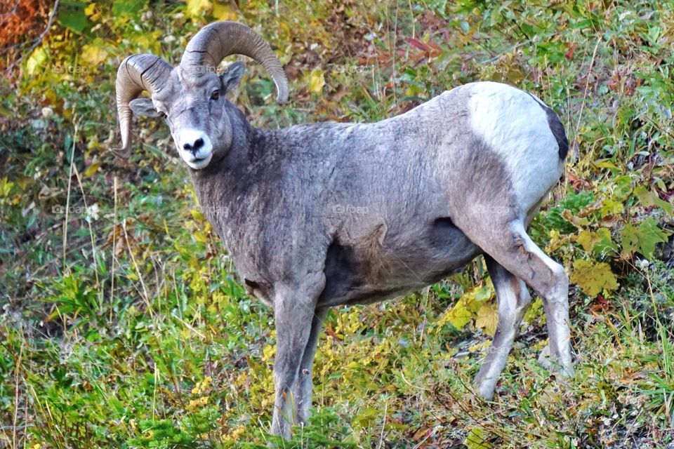 Big horn beauty 