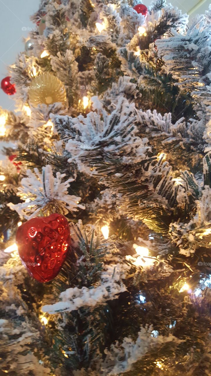 Up Close to the Tree