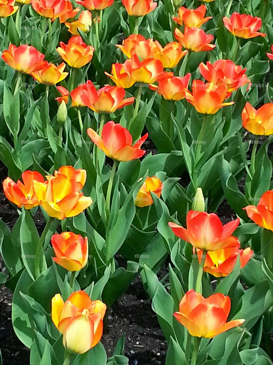 Several red and yellow tulips
