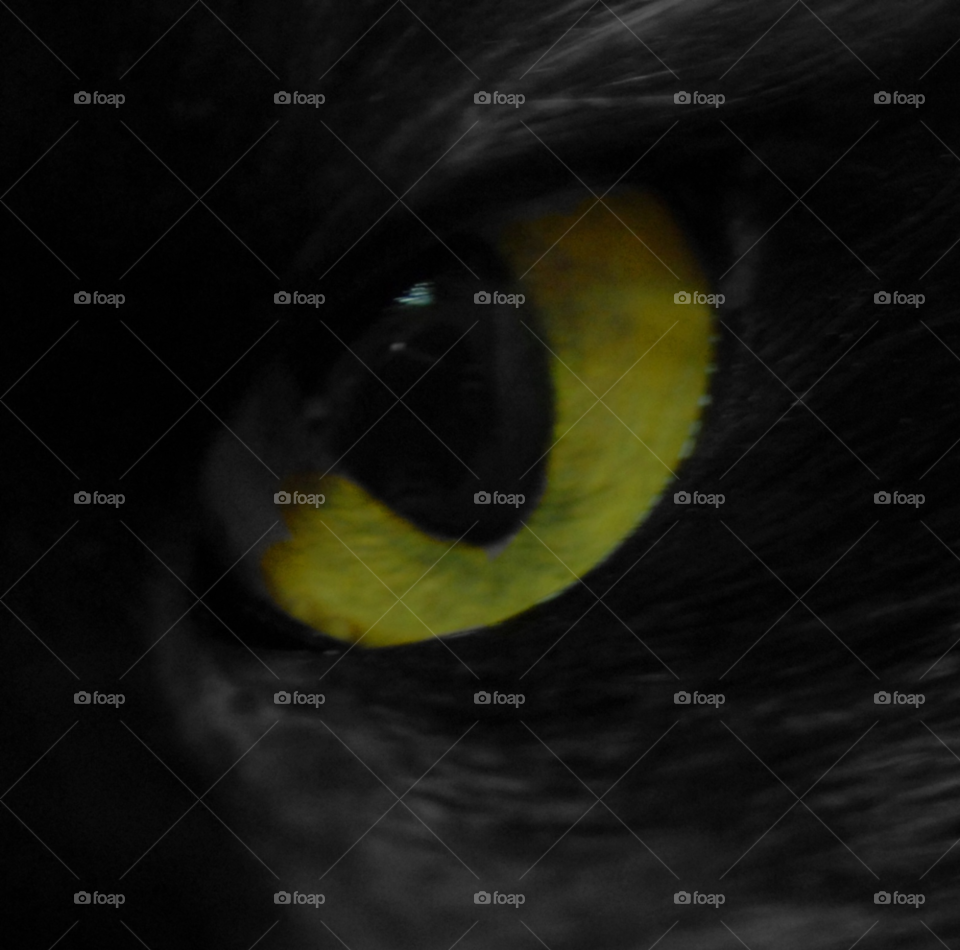 yellow cat eye fur by lightanddrawing