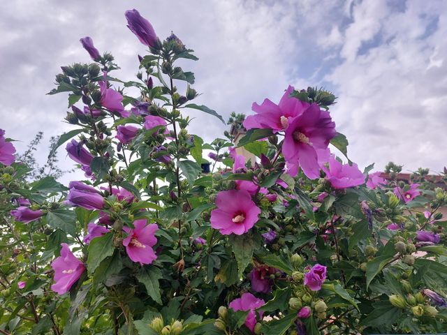 flores