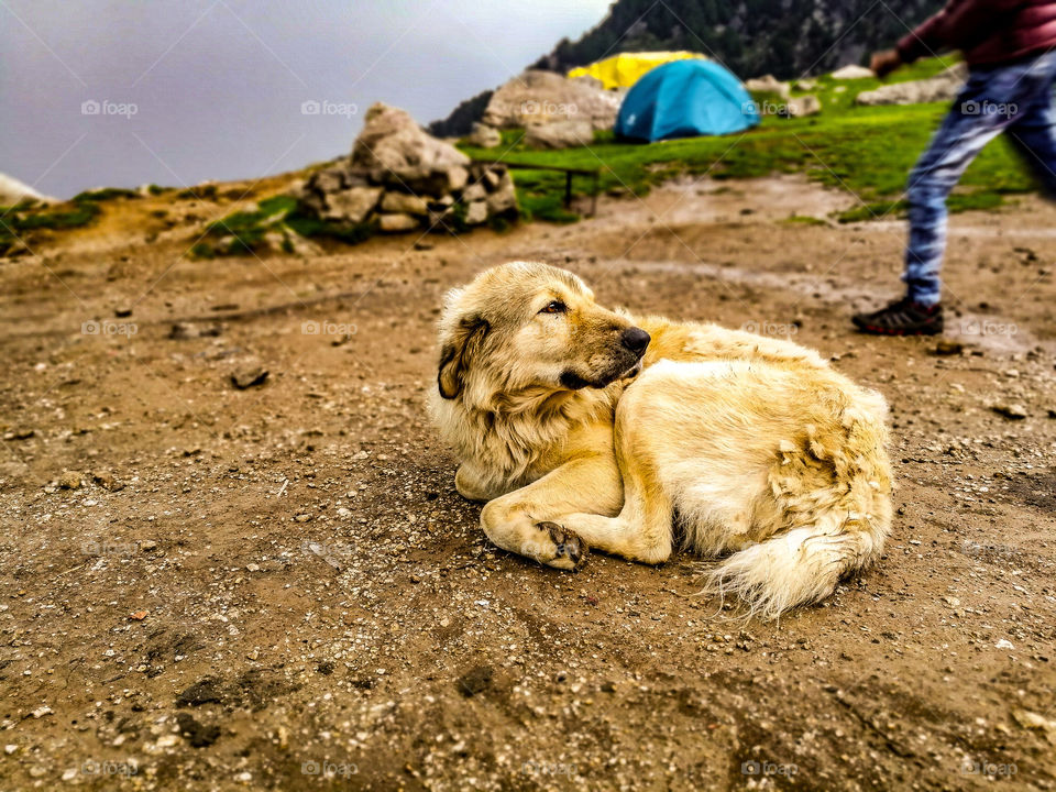 Dog relaxing