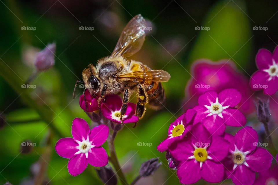 A bee at the flower