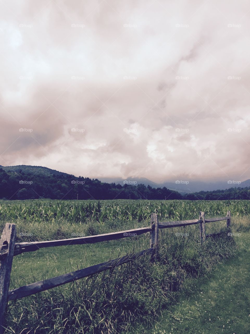 Before the Corn. The corn maze in late July in Stowe, Vermont. 