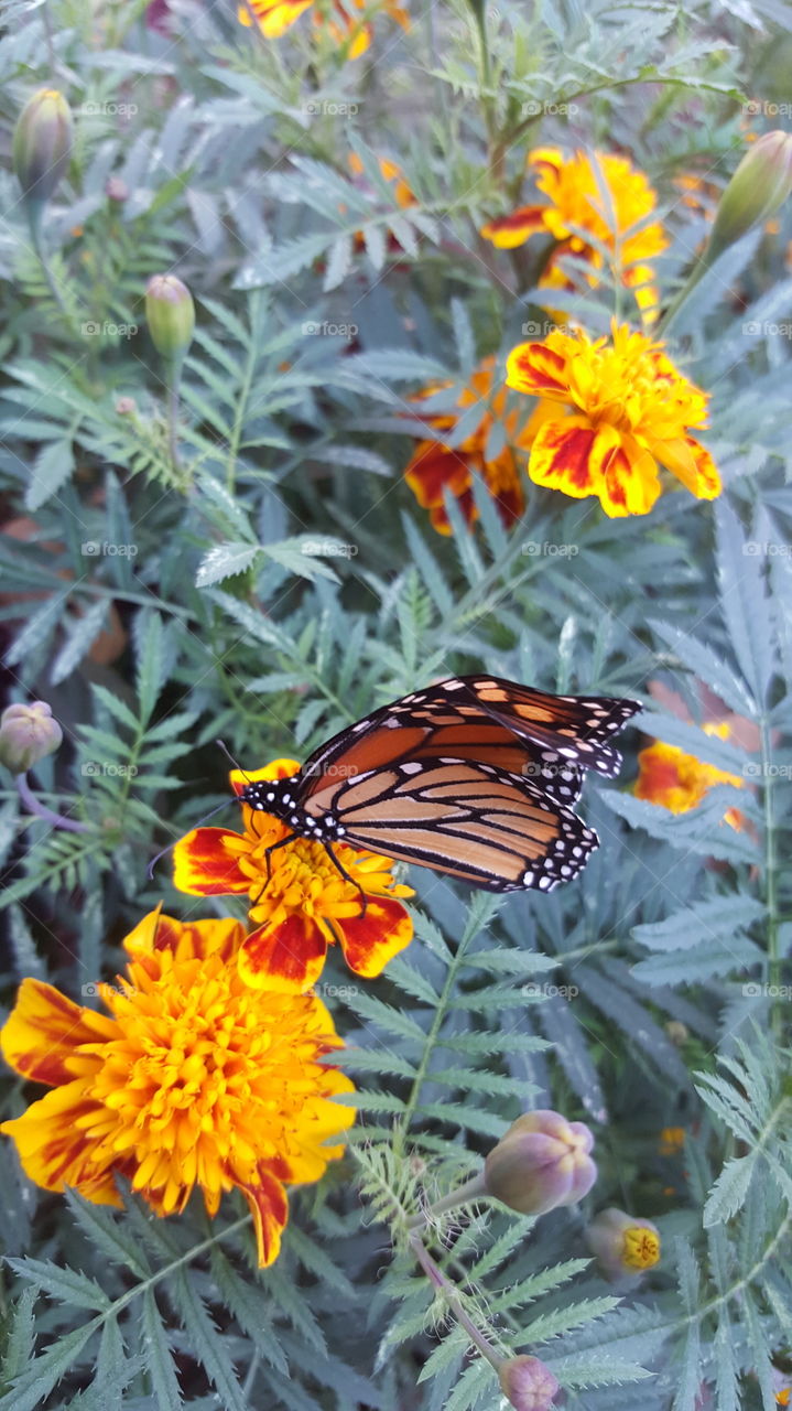 Monarch butterfly on marigold flower