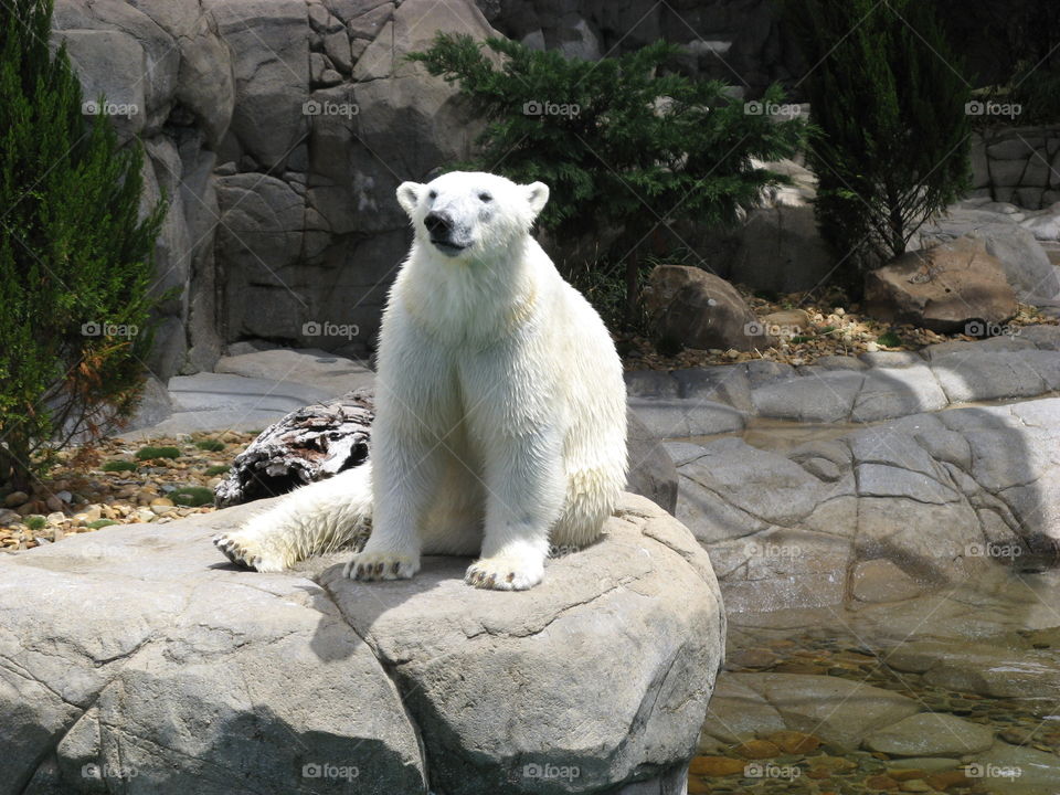 Polar Bear