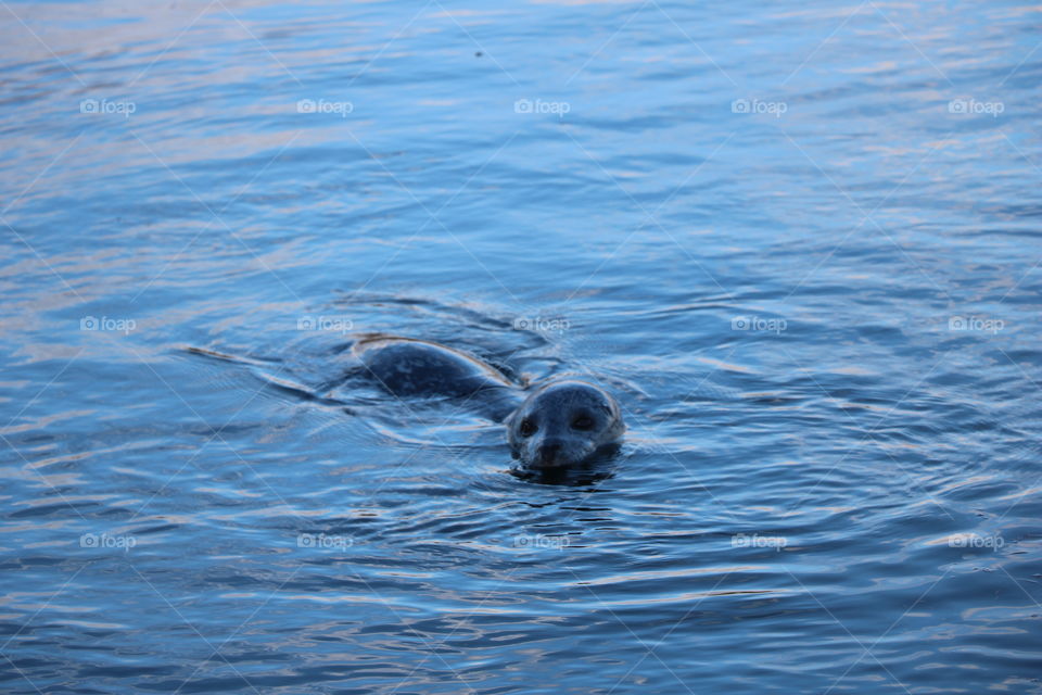 Seal  enjoying the warm
Autumn day