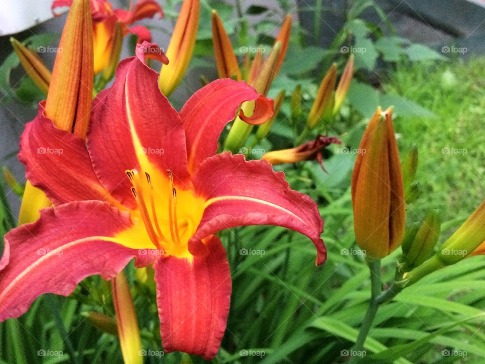 Red lilies 