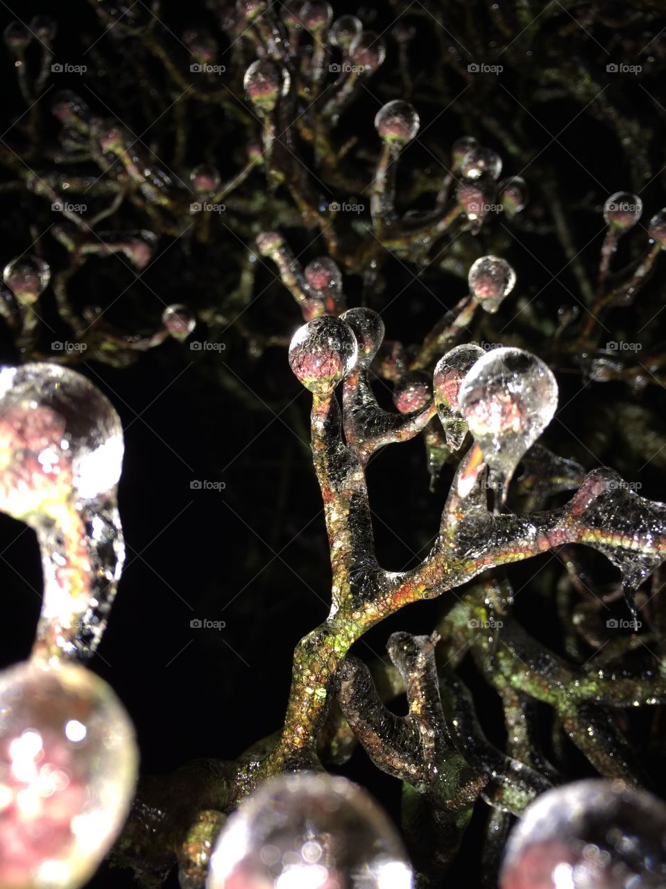 Buds trapped in ice 
