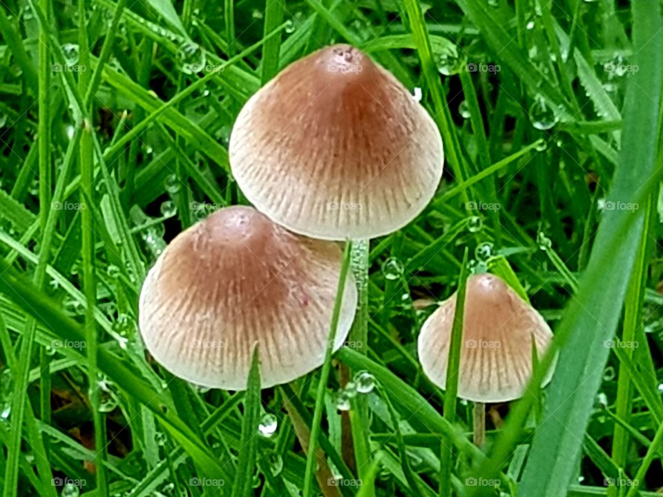 Mushrooms and grass