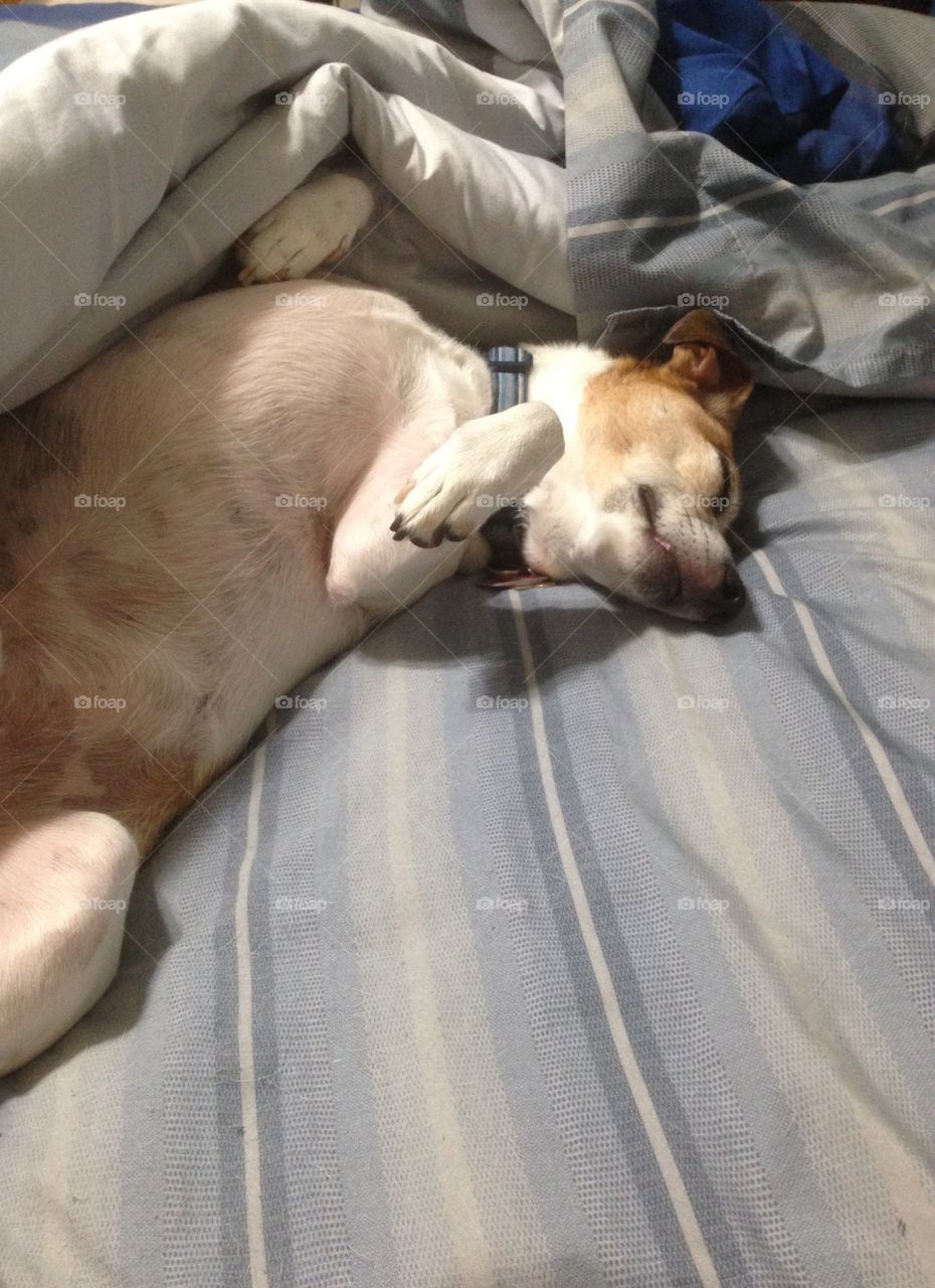 Sleepy but want belly rub