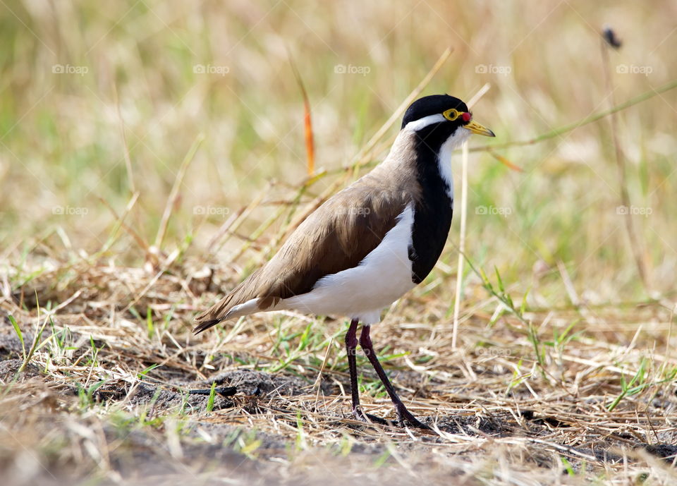 Little Ringed Plover