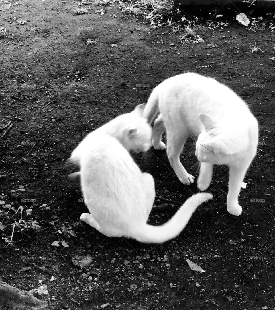 Cu4tro and his mon: vainilla