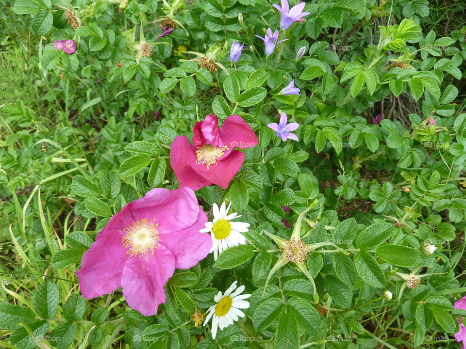 June flowers of summer