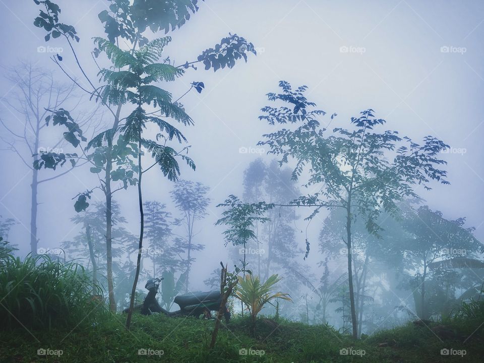 Foggy morning on Bali