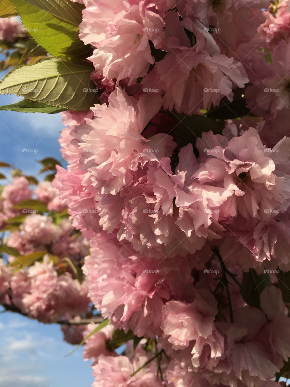 Kwanzan Japanese Ornamental Cherry