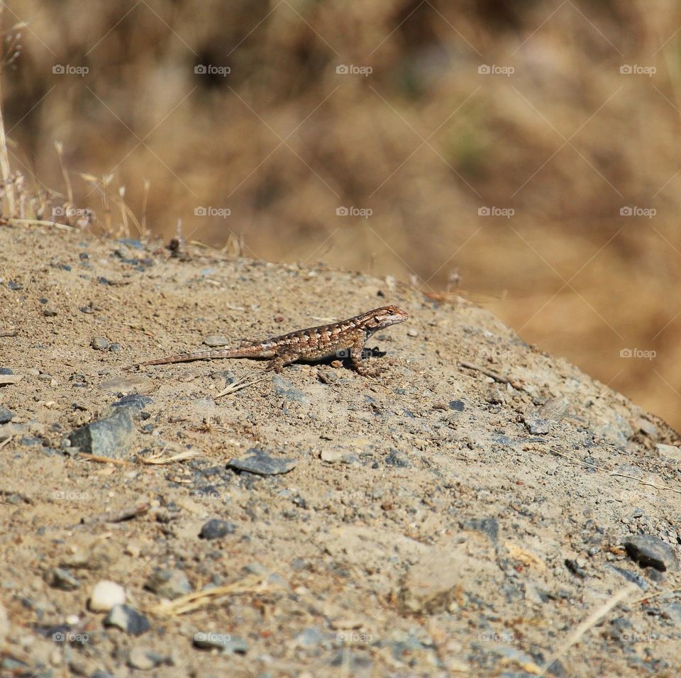 Lizard enjoying a sunny day in the city of Fair Oaks