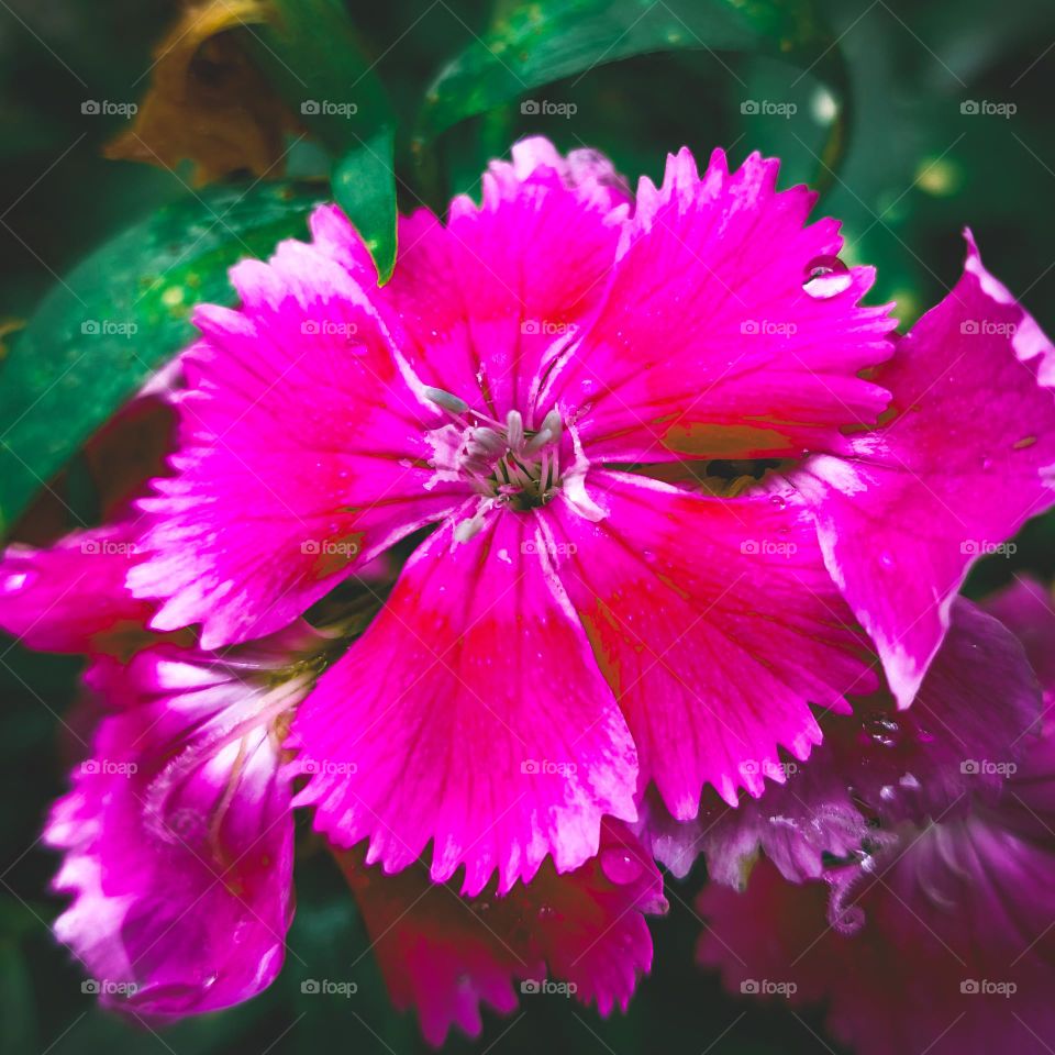 Flor rosa. Flor de jardim