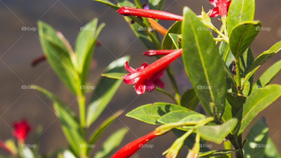 flores vermelhas