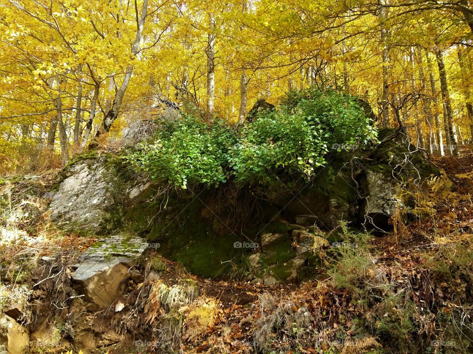 Hiking along a big rock with bushes in the middle of the yellow forest