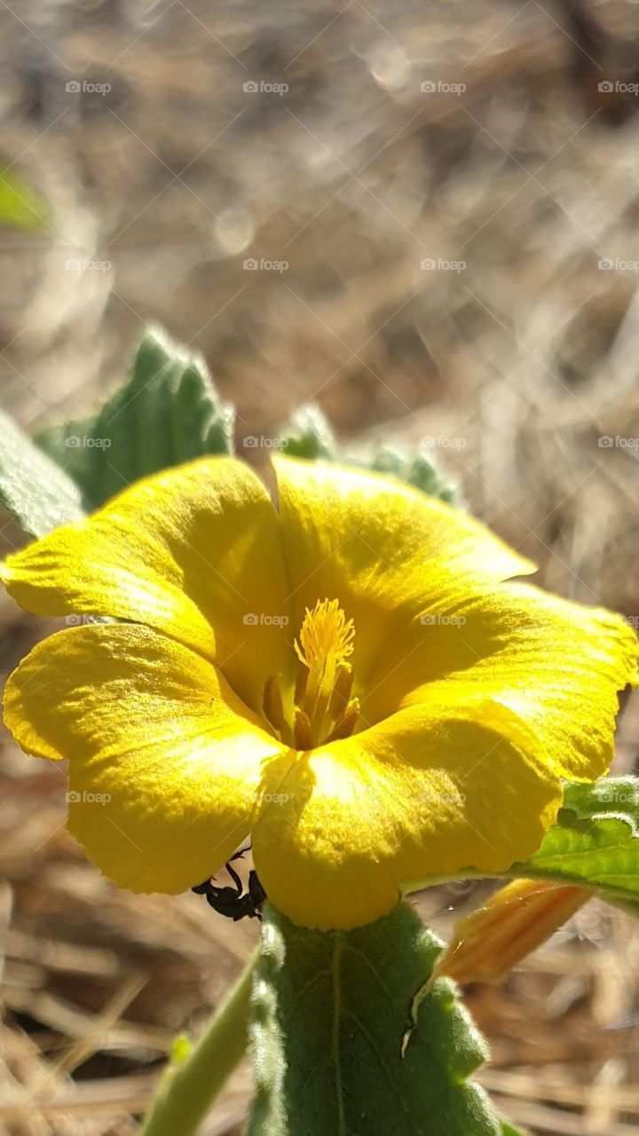 Beautiful yellow flower on the top of the mountain, beauty in sunlight and scarcity of water, flash of light in nature, wild flower