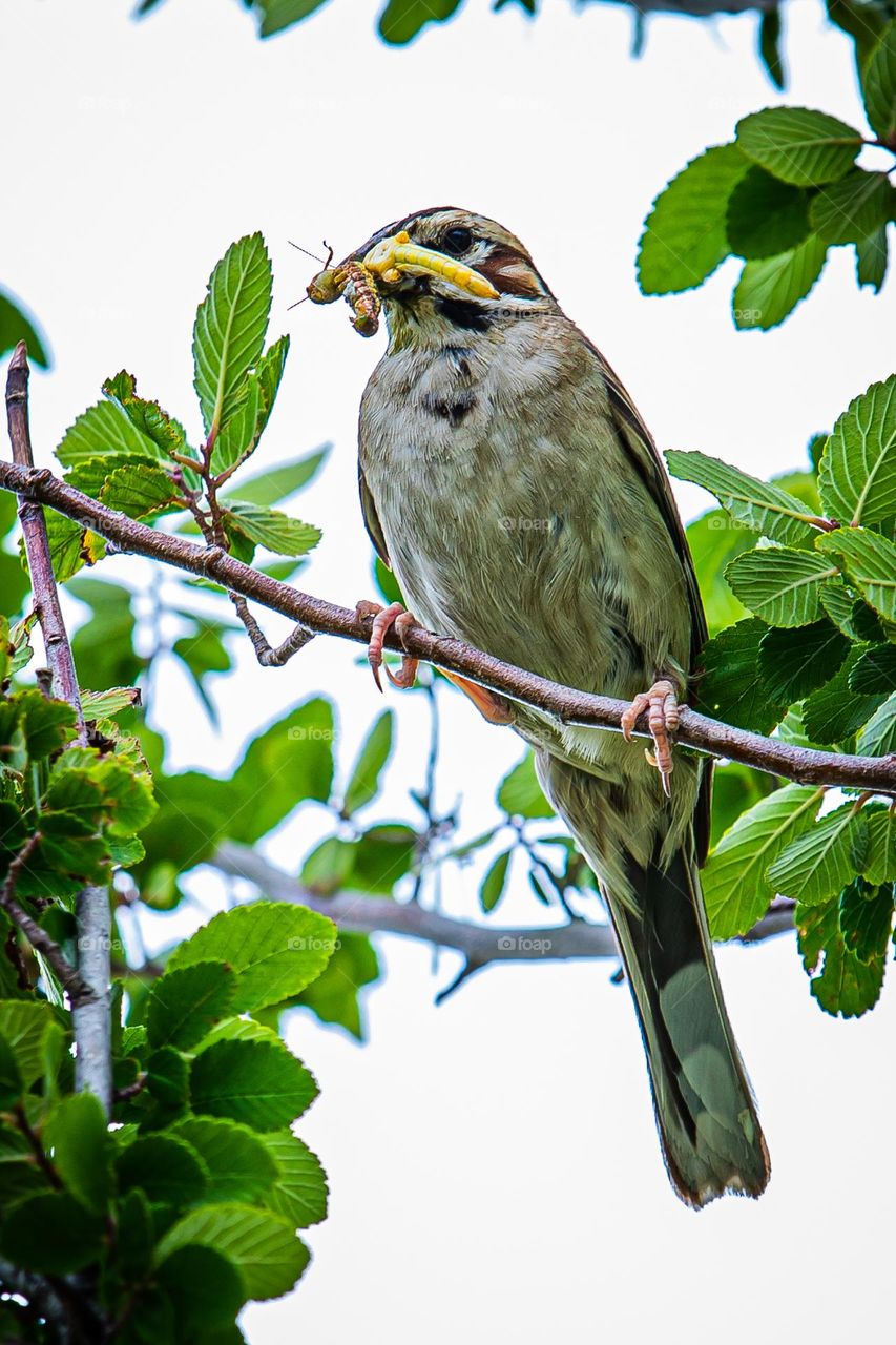 Mama lark sparrow perched on a branch with a mouthful of insects to feed her hungry babies