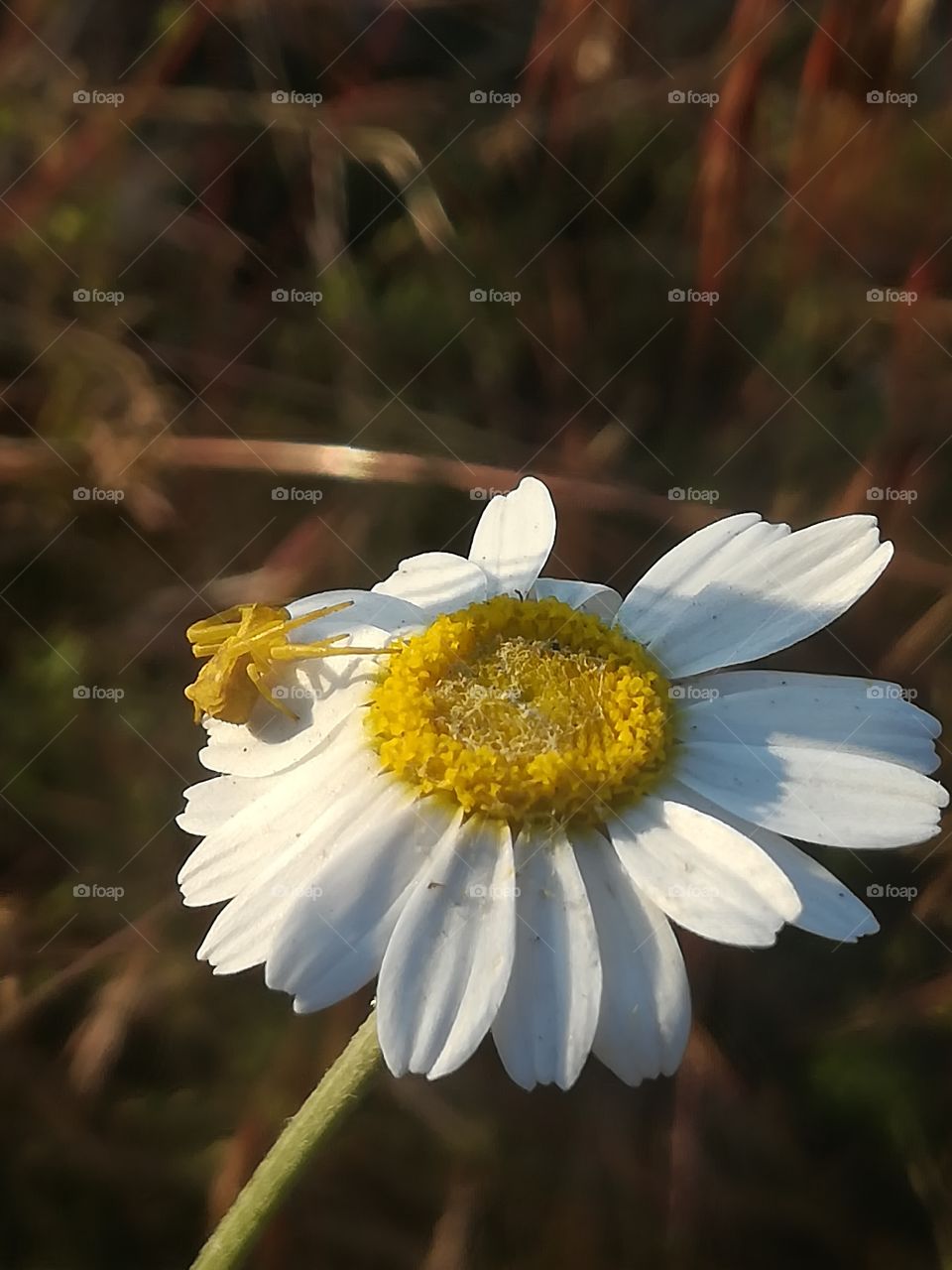 Everythink with yellow color