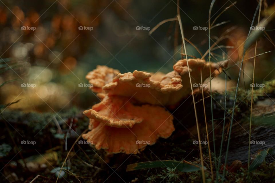 Mushrooms in a autumn sunny forest