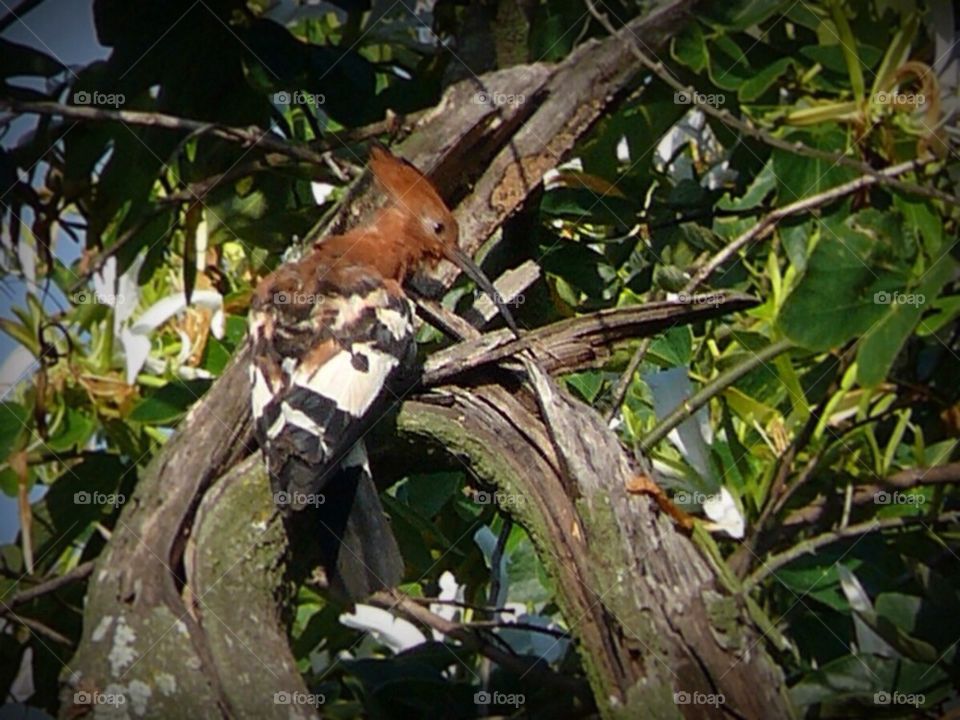 Hoepoo in a tree