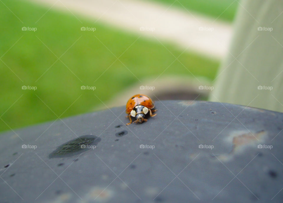 Ladybug on handrail