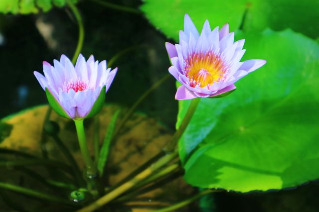 lotus