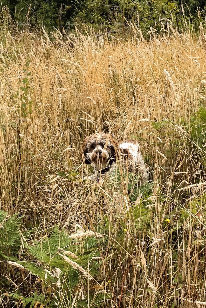 Dog in grass