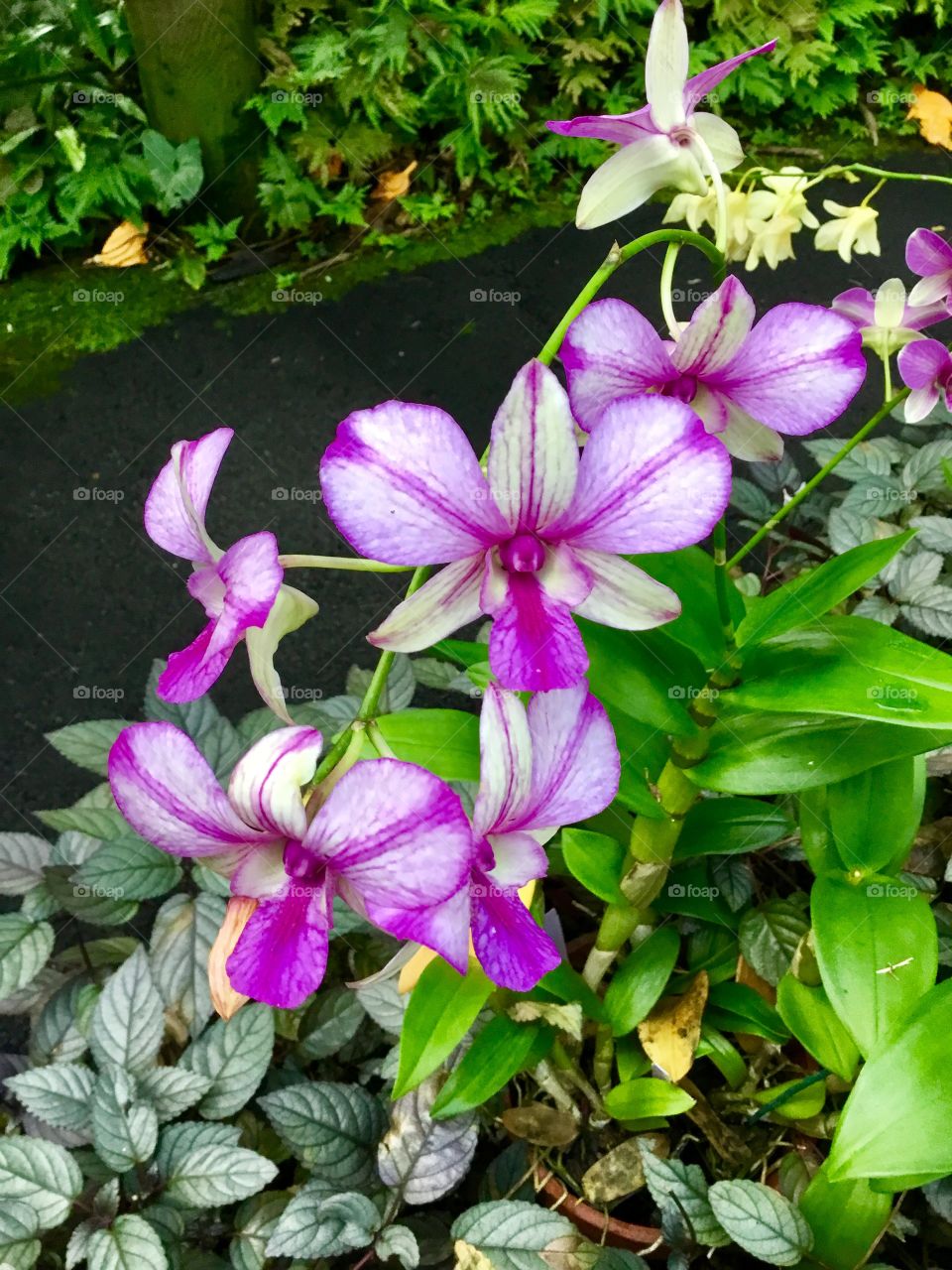 Orchids at Hawaii Tropical Botanical Garden