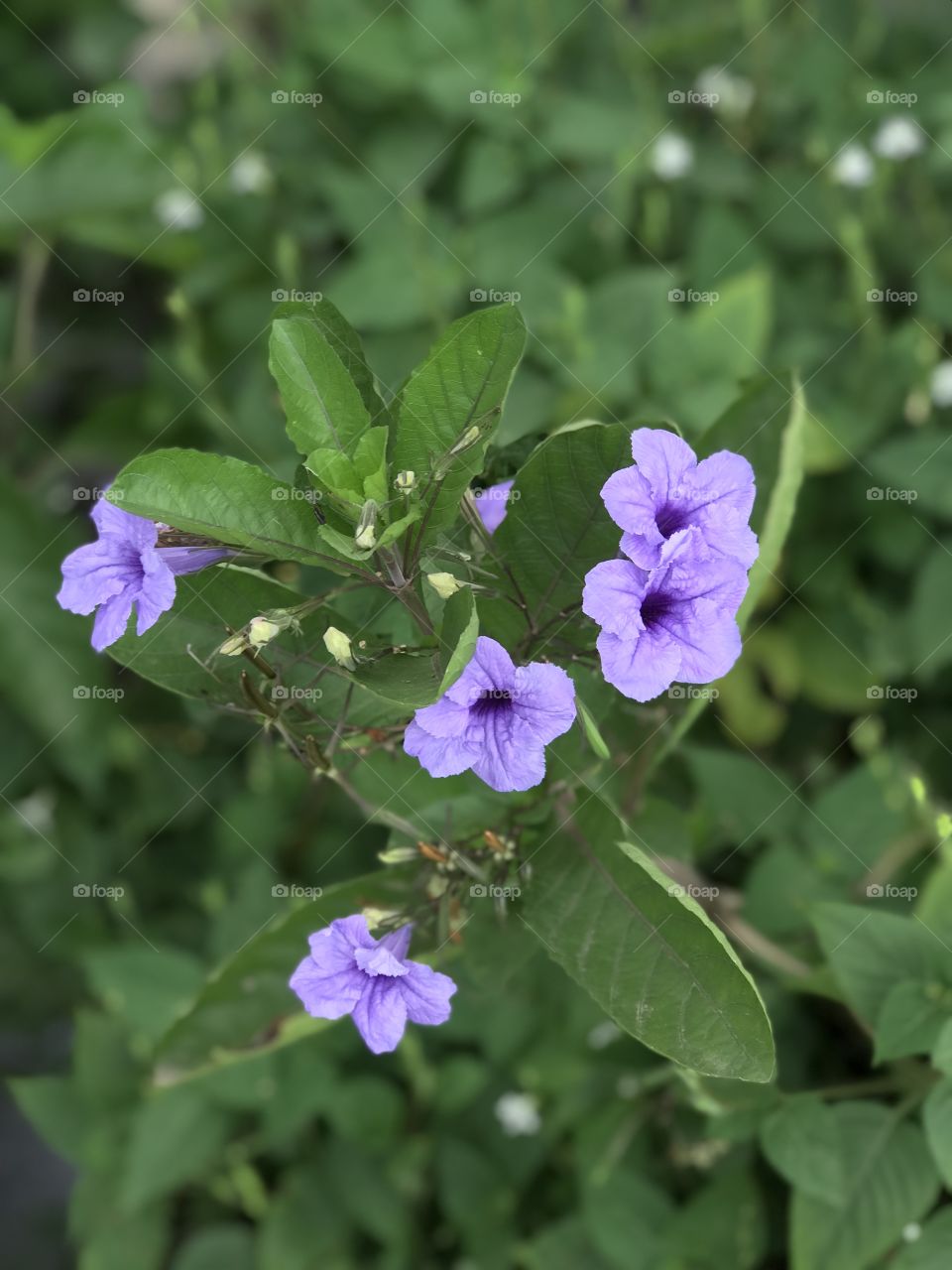 flower ungu