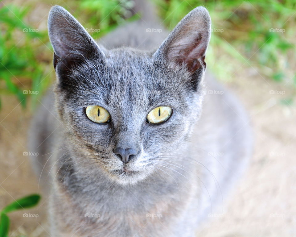 Silver cat. Silver cat look up