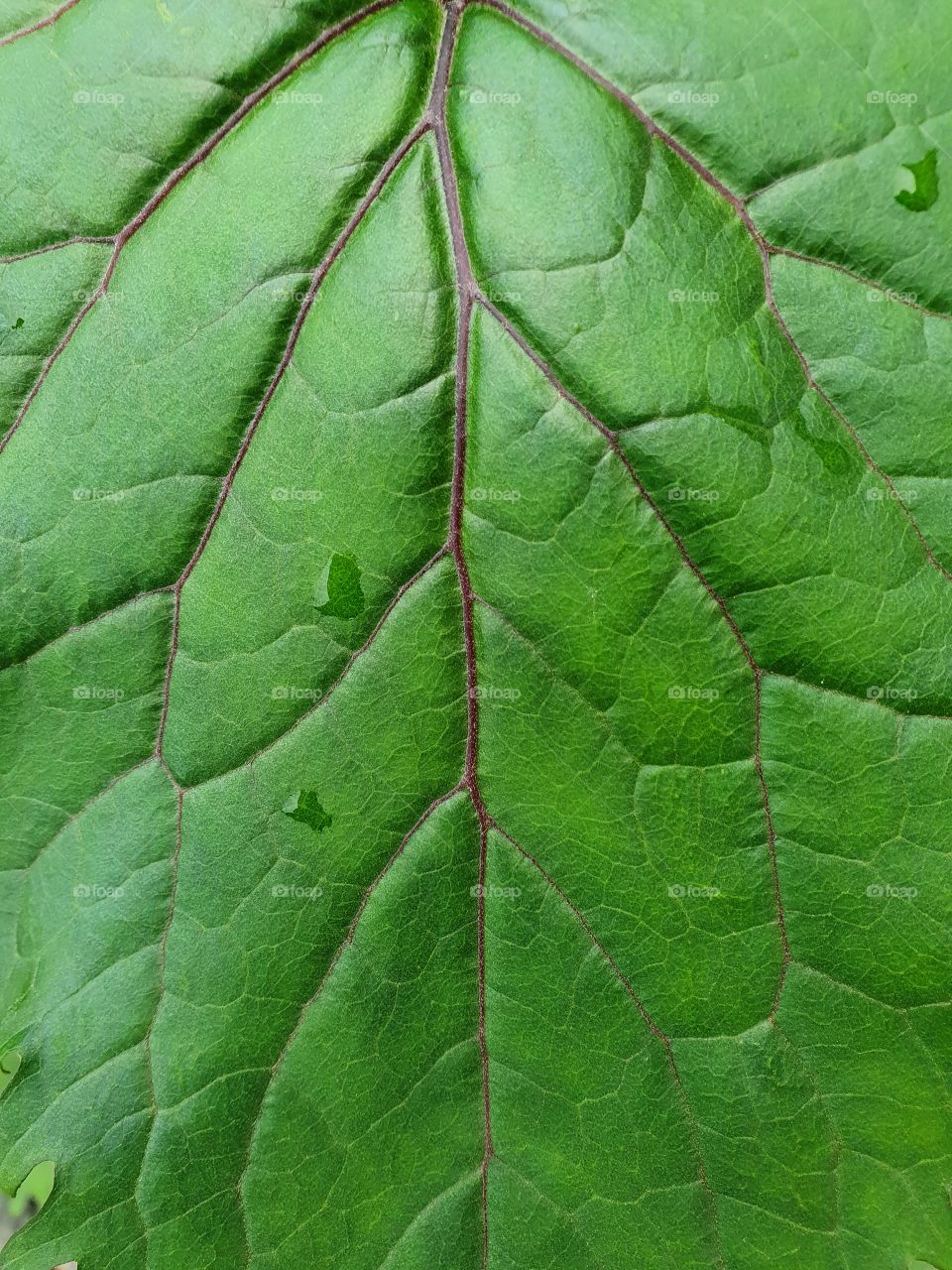 red streaks on a green leaf