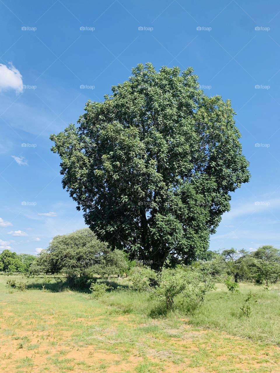 A bog tree standing tall and firm in a tropical savanna forest. 