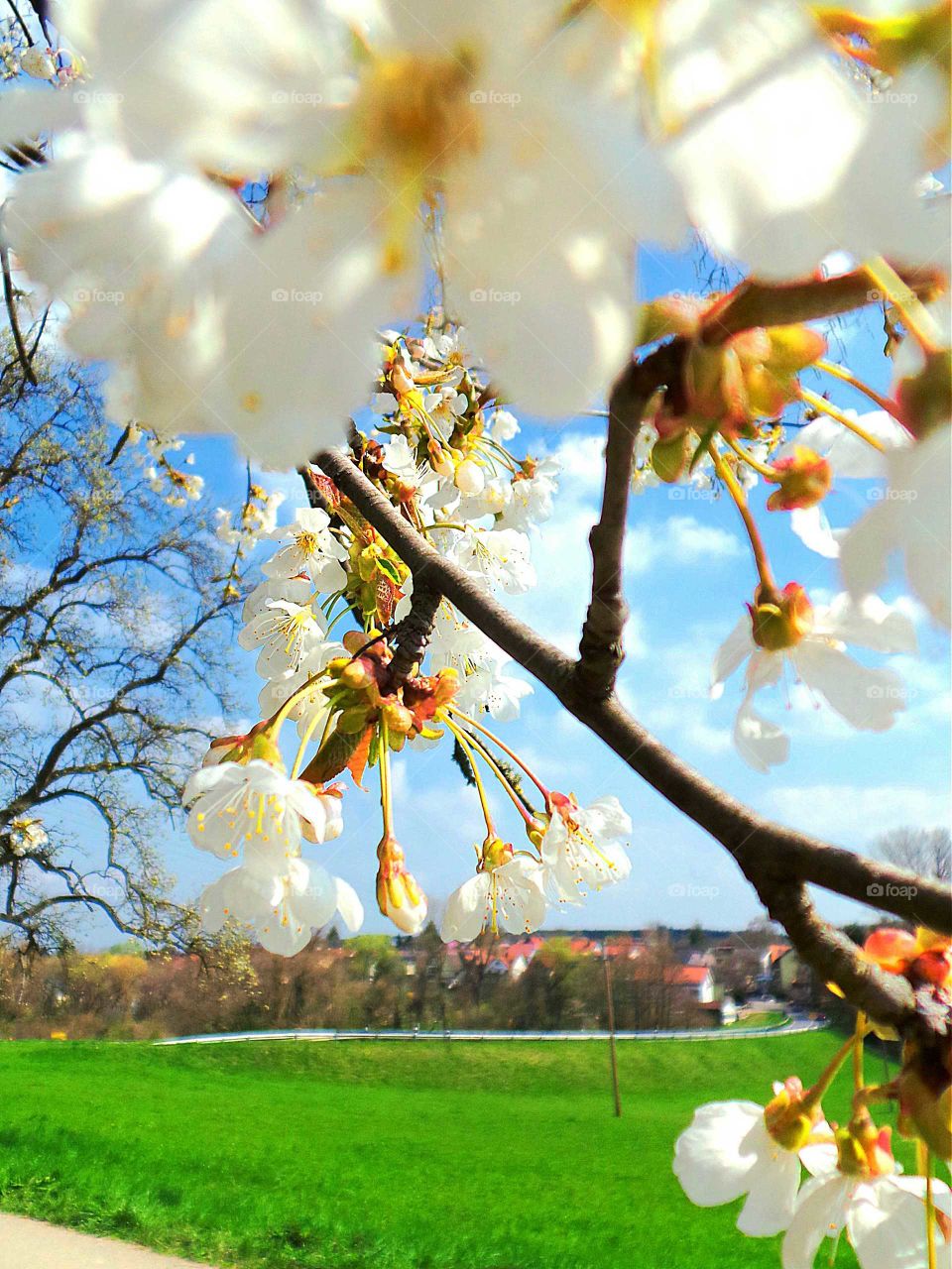 Cherry blossom on branches