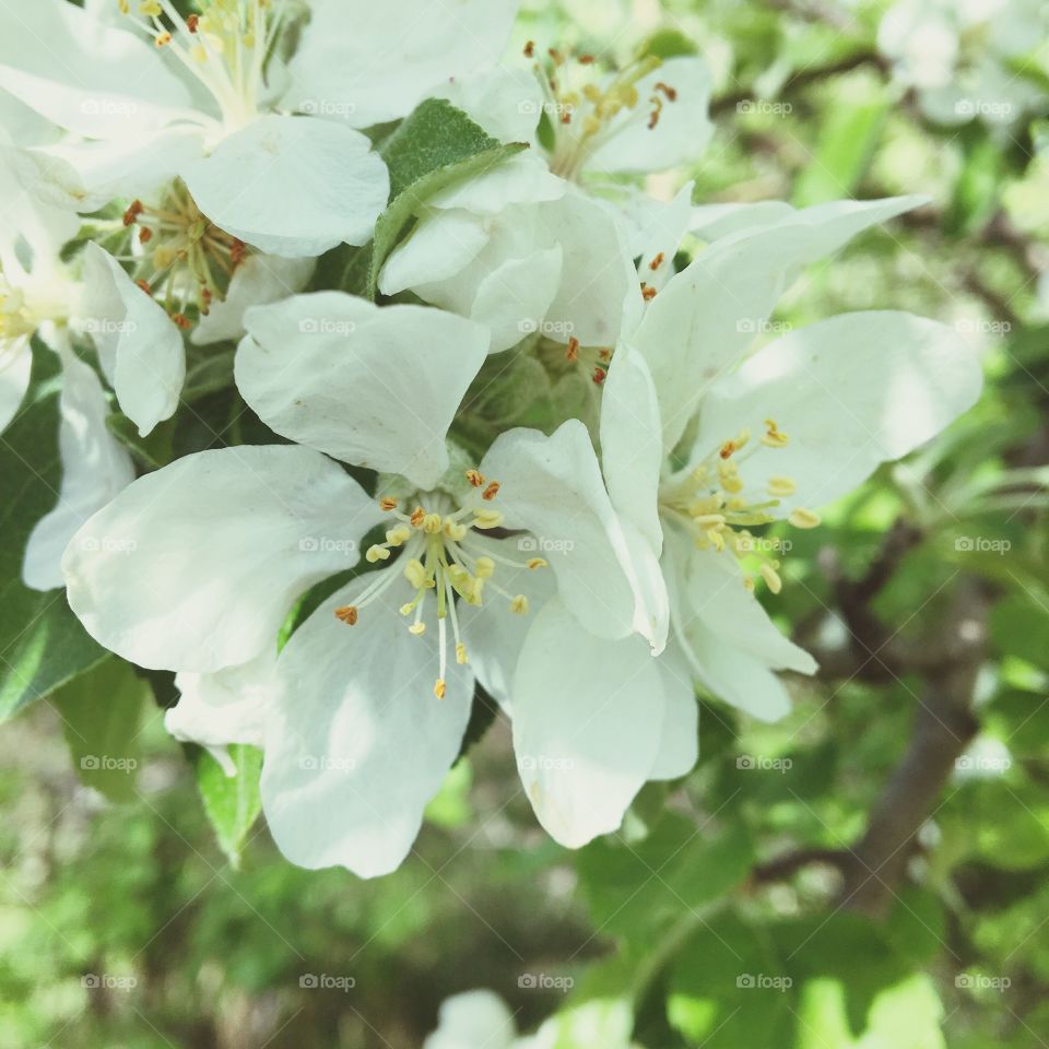 Beautiful white flowers 
