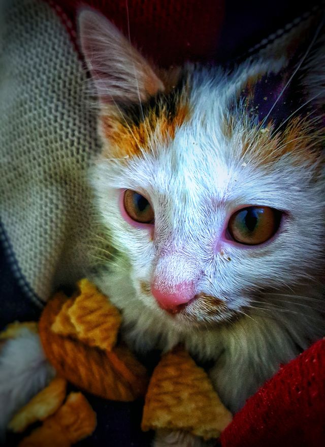 Cute pet❤