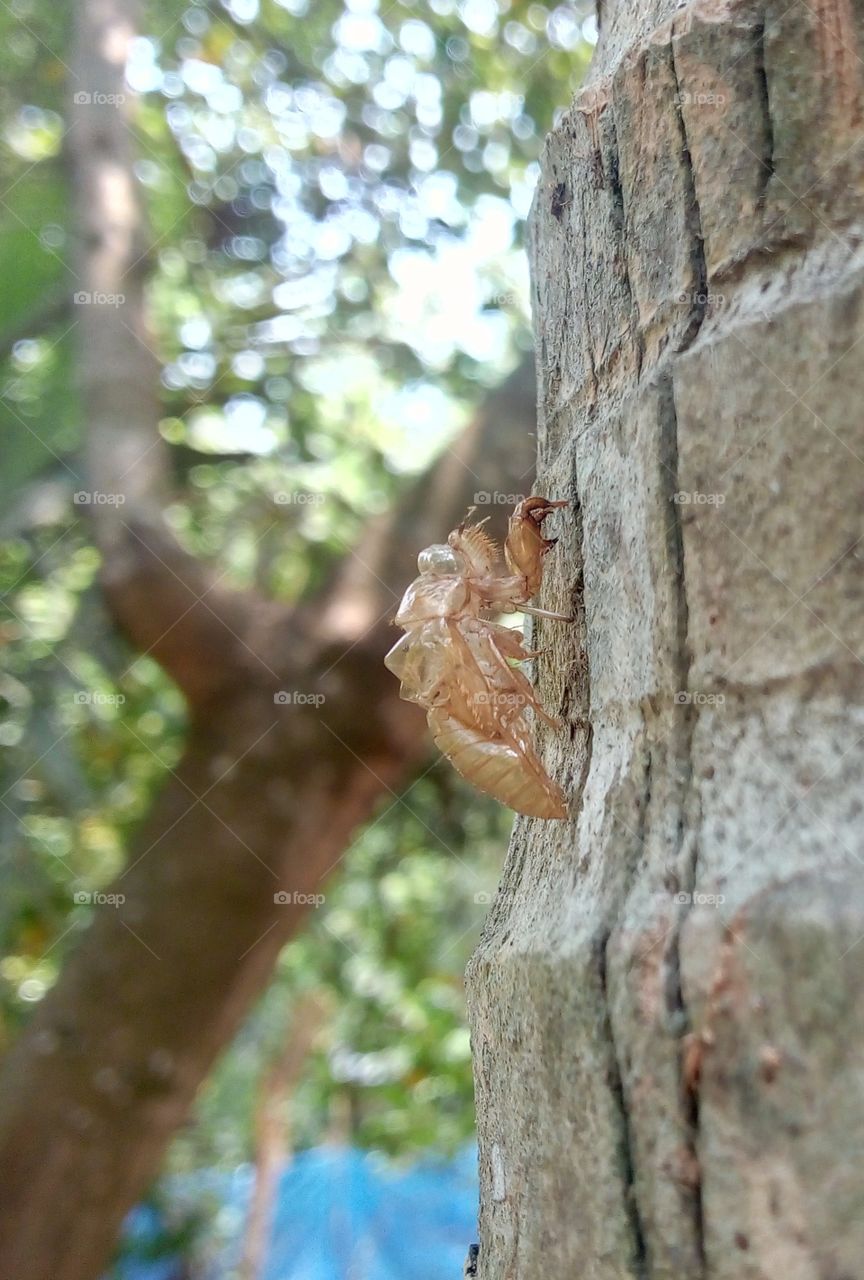 :-cricket shedding its skin...