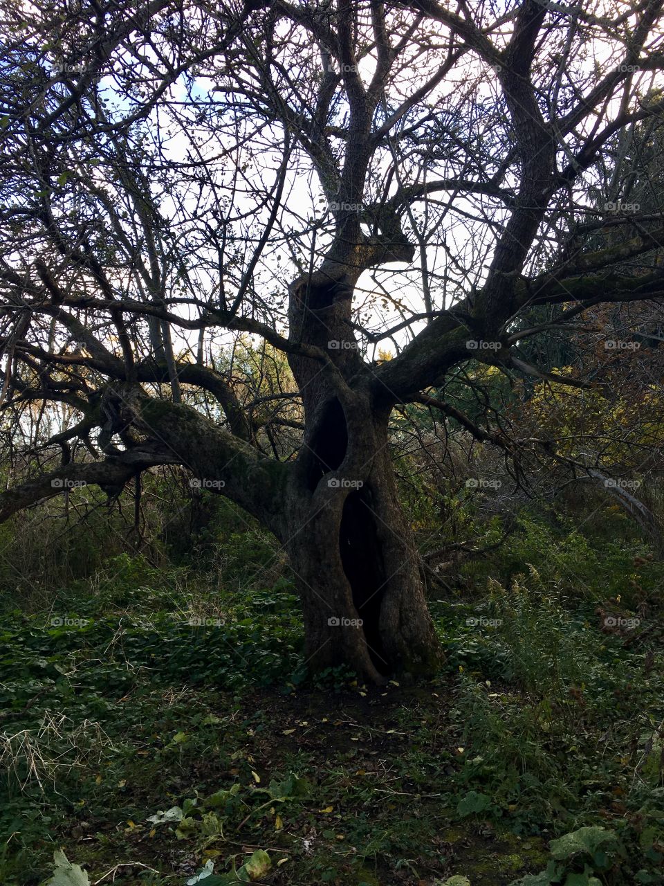 Haunted looking tree, inhabited by the spirits of animals. Also inhabited with living animals. Tree is long dead with gaping holes throughout. Though surrounding the tree is green foliage.