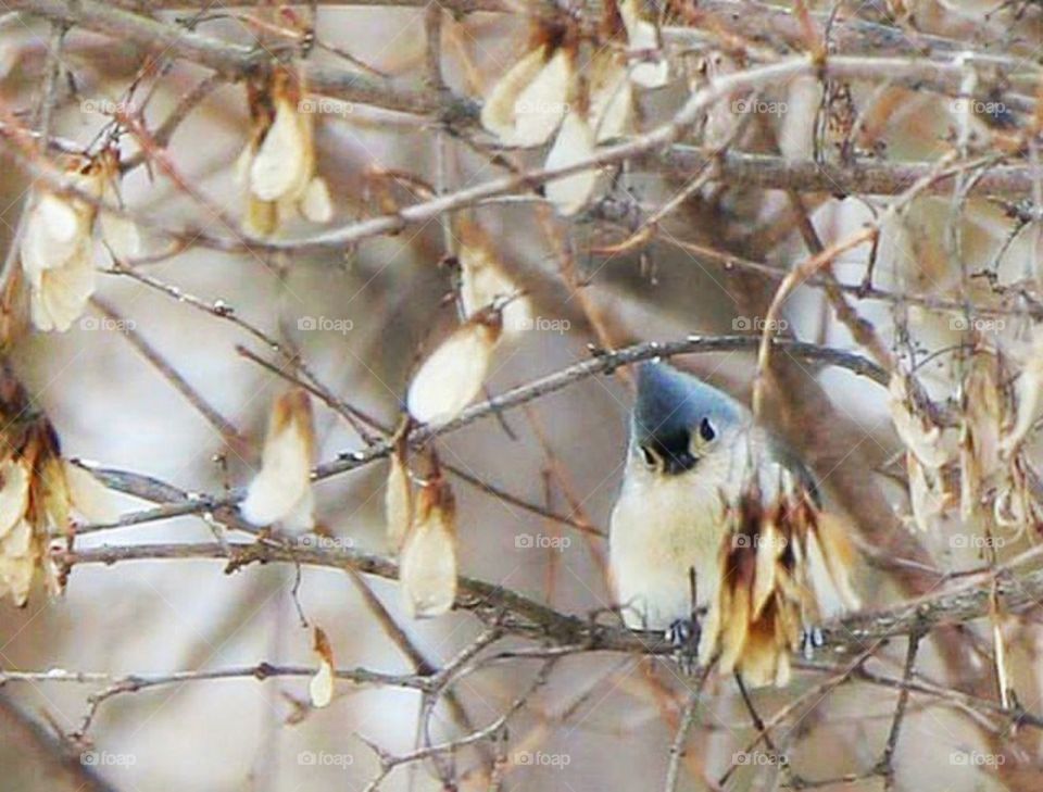 Titmouse - Maple tree - songbird