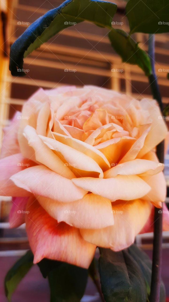 Beautiful rose,rose,flower,petal,plant,colorful,nature,garden,blossom,blooming,floral