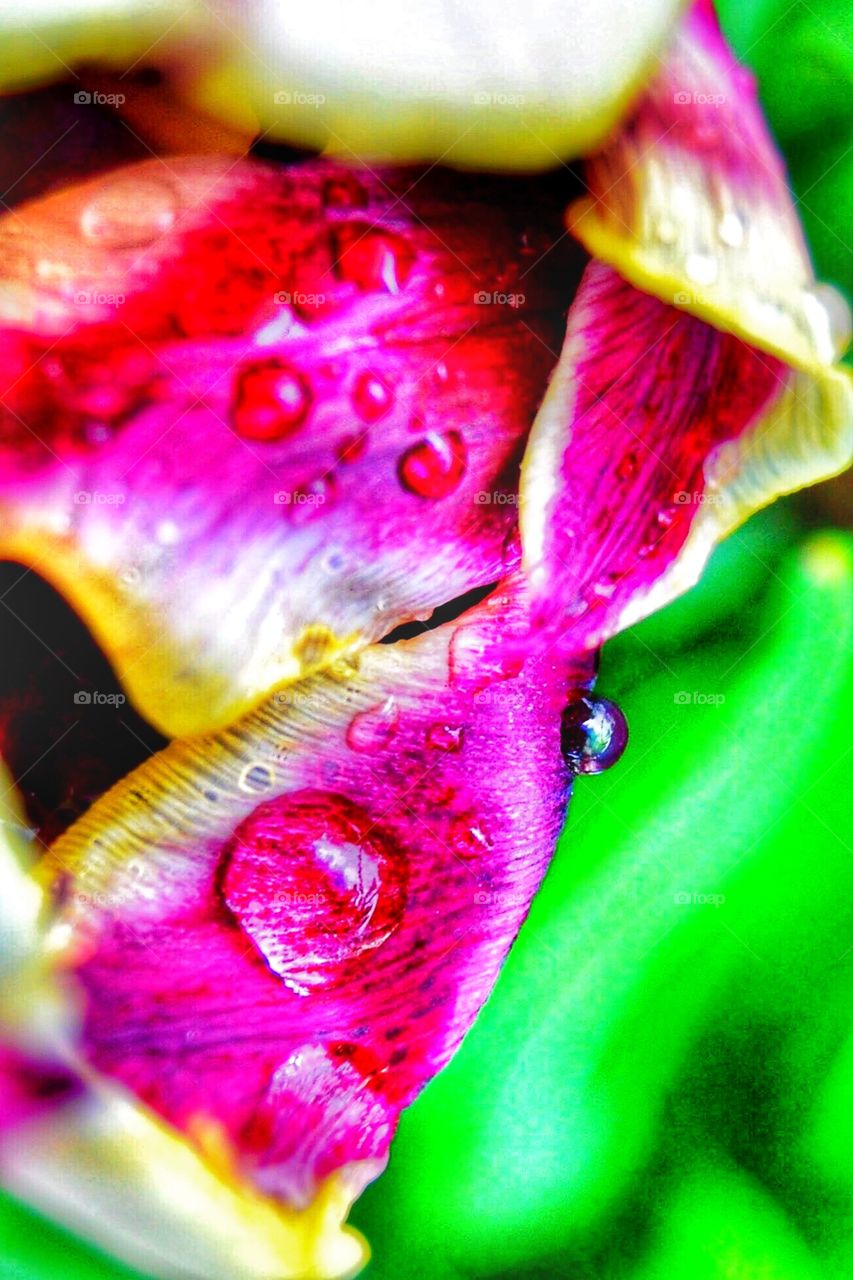 Beautiful tulip in Indiana 