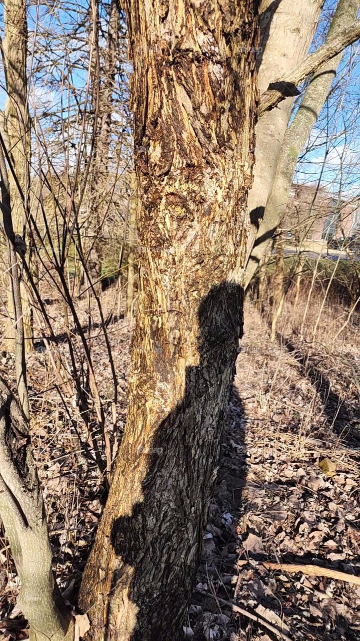 Do You See BigFoot In The Tree?