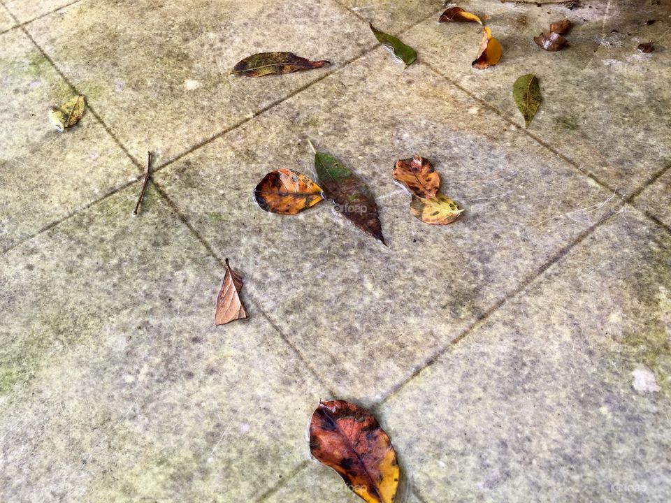 Autumn foliage on a dirty tile white background