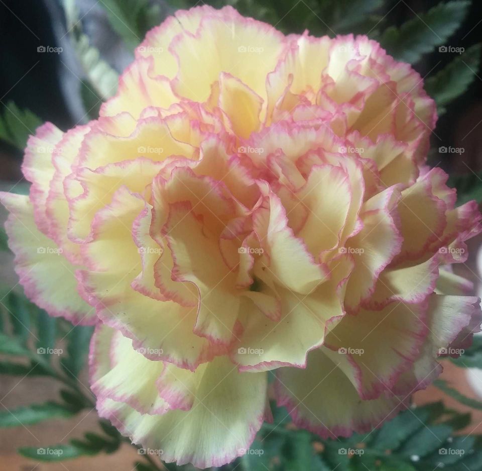 yellow carnation. yellow and pink