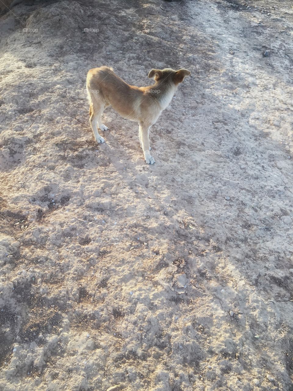 Dog in the desert 